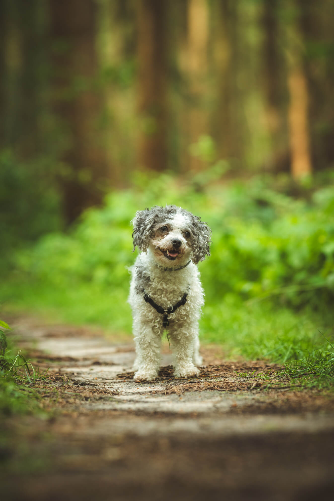 Hundefotografie Ostfriesland Leer